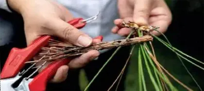 颐和园里的捉虫博士1