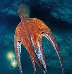 用生物学视角打开《海绵宝宝》3