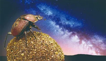 仰望星空的动物们
