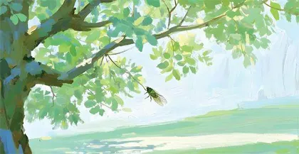 老的夏天，是从一树蝉声开始的