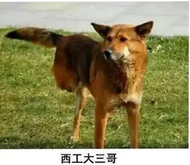 盘点中国大学里的“网红神兽”2