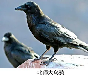 盘点中国大学里的“网红神兽”4