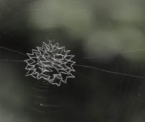 5米之内的虫子宇宙2