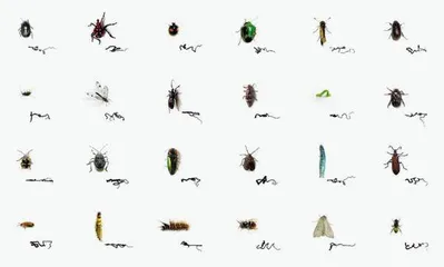 5米之内的虫子宇宙4