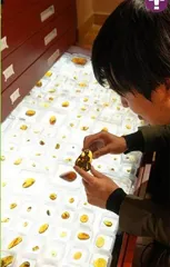 昆虫学者和他的“石探记”