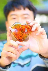 昆虫学者和他的“石探记”1