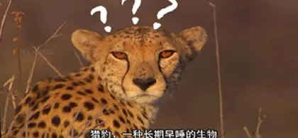 这届年轻人有自己的《动物世界》1