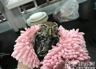 希望人人都有一颗“动物园脑袋”2