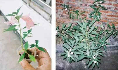 村小昆虫记1