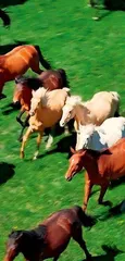 来甘肃,赴一场千年之约2
