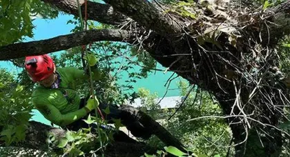 大学的树怎么爬1