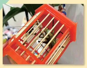 小青和小灰