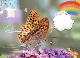 蝴蝶飞呀飞