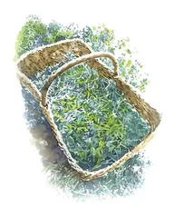 挖野菜