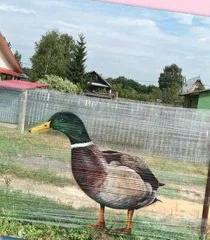 凭空而现的动物涂鸦