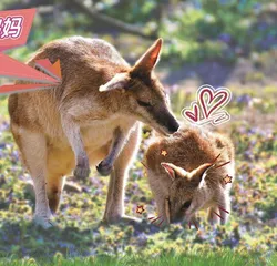 动物界中的好妈妈