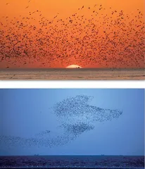 营口鸟浪