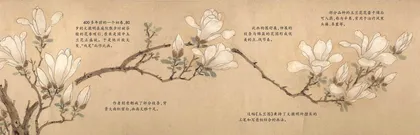 玉兰花开
