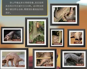 一起来看穿山甲