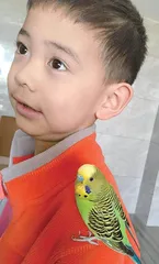 鹦鹉啾啾