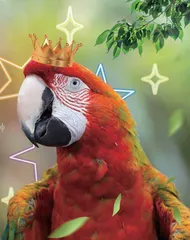 金刚鹦鹉陪你过节啦