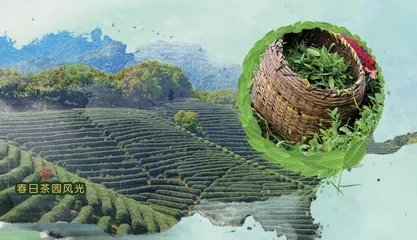 中国茶文化