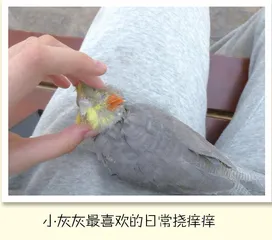 大大白与小灰灰