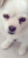 我的白云，我的天使