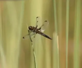 60等