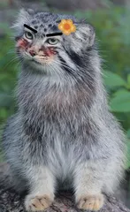 愤怒的“胖猫”