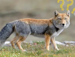 你不知道的“方脸”狐狸