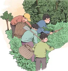挖药材
