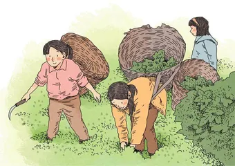 养猪记