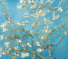 盛开的杏花