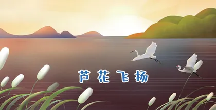 芦花飞扬