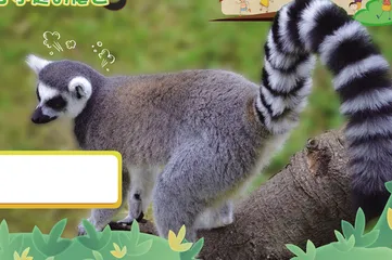 了不起的尾巴