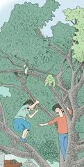 童年的皂角树