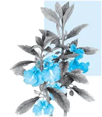 美在指尖的凤仙花