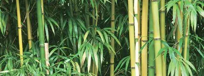 与竹为林