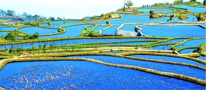 尼阿多天梯