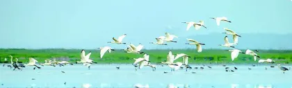 创作谈：修辞，是语言的翅膀
