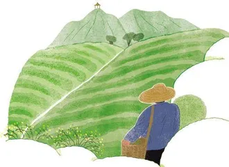 茶园里的迎春花