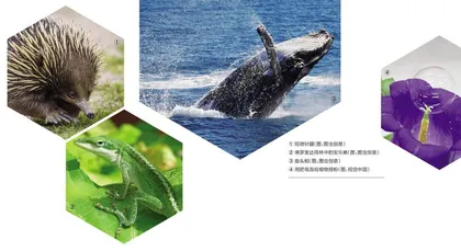 生物界的泡泡生存法则