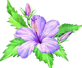 好一朵木槿花
