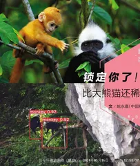 锁定你了！用AI守护比大熊猫还稀少的石山精灵