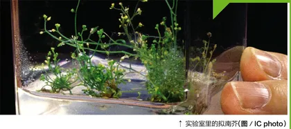 拟南芥： 活得粗糙，才让我有了上太空的资格
