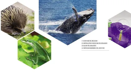 生物界的泡泡生存法则