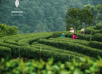 茶人世家:外公,我也在守茶园了