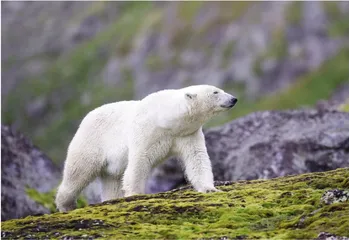 请回答 ASvalbard Archipelago斯瓦尔巴群岛9