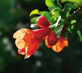 榴花